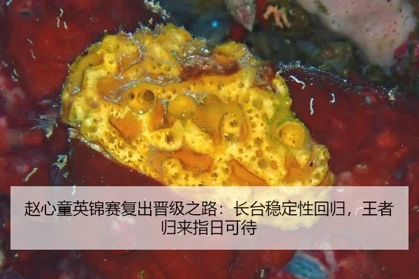 zhao-xin-tong-ying-jin-sai-fu-chu-jin-ji-zhi-lu-zhang-tai-wen-ding-xing-hui-gui-wang-zhe-gui-lai-zhi-ri-ke-dai-3-622.jpg